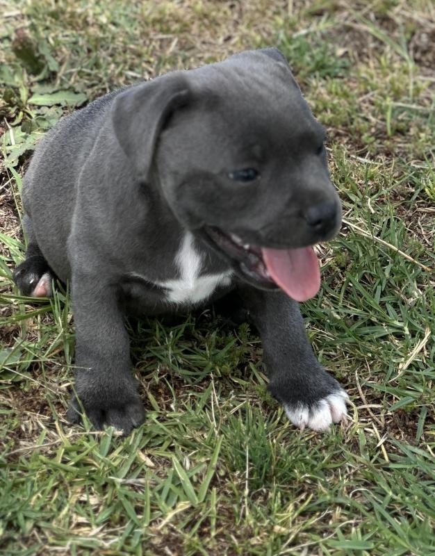 Blue English Staffy Puppies