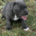 Blue English Staffy Puppies