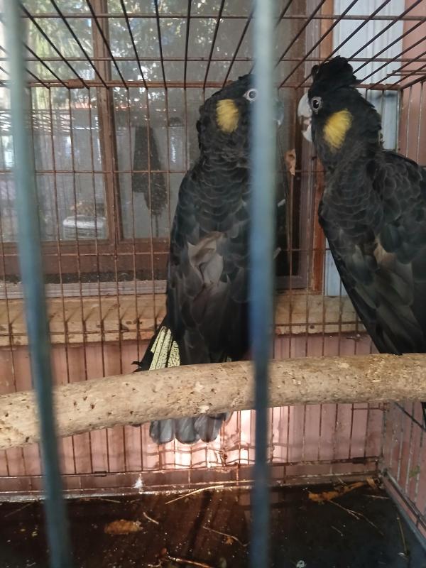 Yellow tail black cockies.
