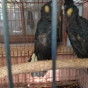 Yellow tail black cockies.