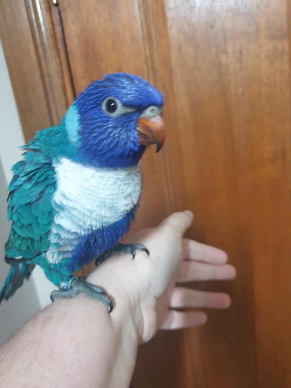 Blue rainbow lorikeet