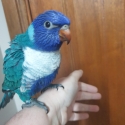Blue rainbow lorikeet