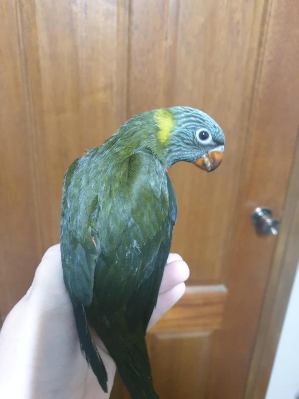 Grey green split blue rainbow lorikeet