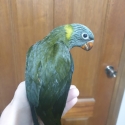 Grey green split blue rainbow lorikeet