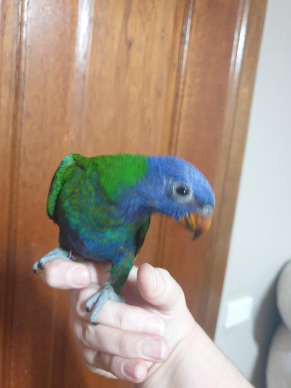 Blue front rainbow lorikeet