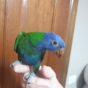 Blue front rainbow lorikeet
