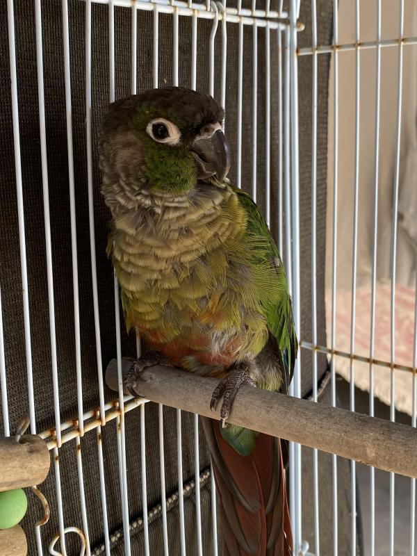 Green Cheek Conure Mature Female