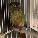 Green Cheek Conure Mature Female