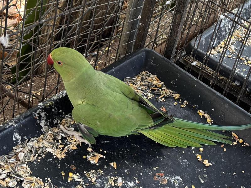 Indian Ringneck - DNA Sexed Male (1 Year Old)