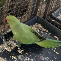 Indian Ringneck - DNA Sexed Male (1 Year Old)