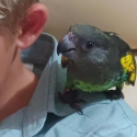Myers handraised male