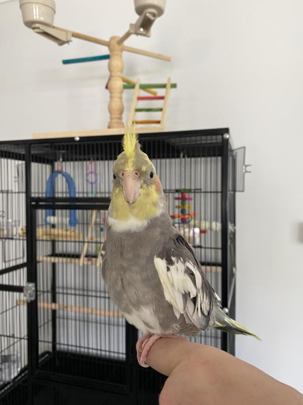 Hand Raised Male Cockatiel + Cage