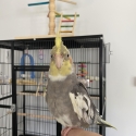 Hand Raised Male Cockatiel + Cage