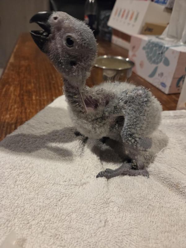 Female African grey parrot  5 weeks