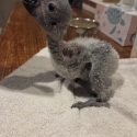 Female African grey parrot  5 weeks