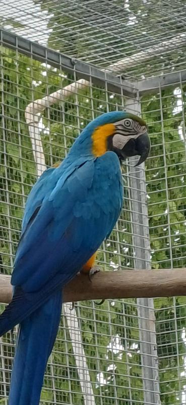 Blue and gold macaws breeding pairs x3