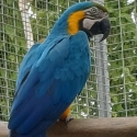 Blue and gold macaws breeding pairs x3