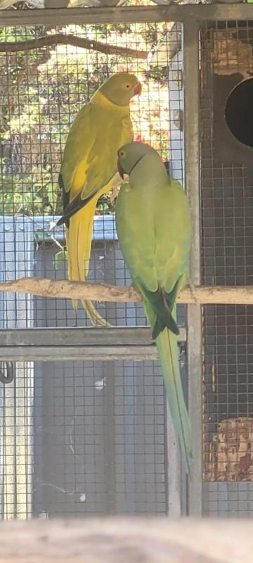 Getting out of birds Sell-out.