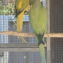 Getting out of birds Sell-out.