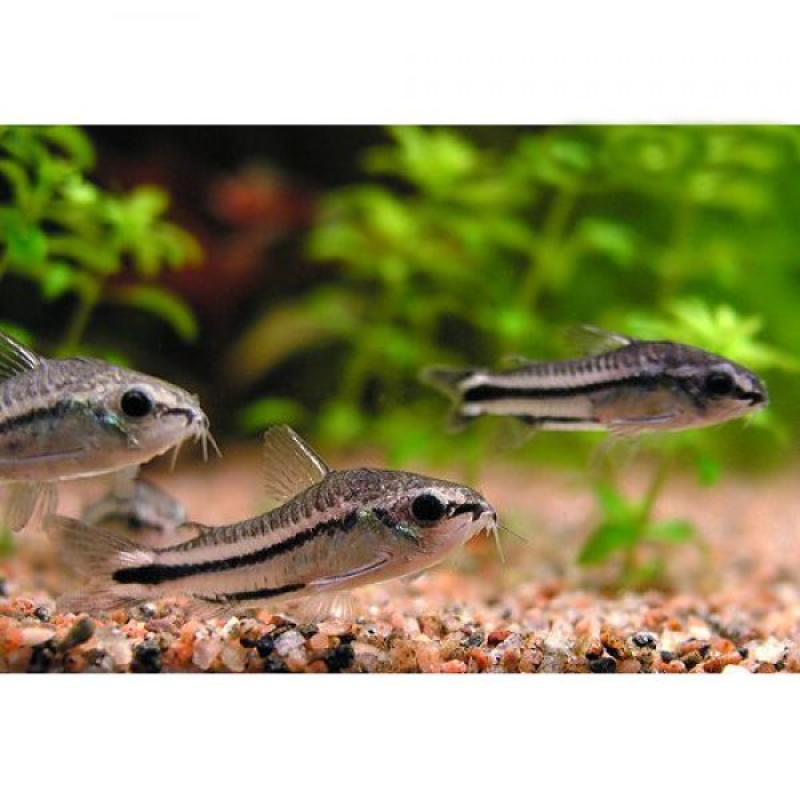 Pygmy Corydoras