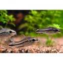 Pygmy Corydoras