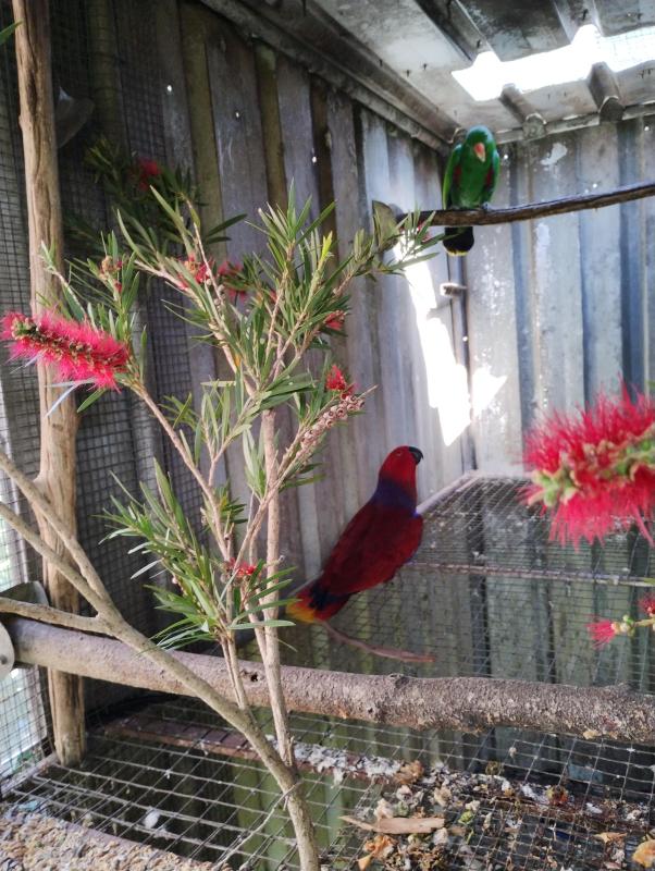 VOSEMERI ECLECTUS