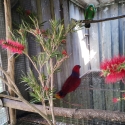 VOSEMERI ECLECTUS