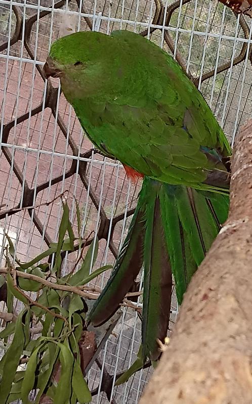 King parrot hen 3yrs old