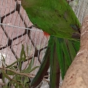 King parrot hen 3yrs old