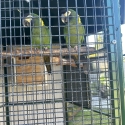 Yellow Collard Macaw Pair