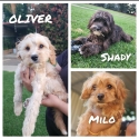 Toy Cavoodle Boys