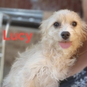 Toy Cavoodle Girl
