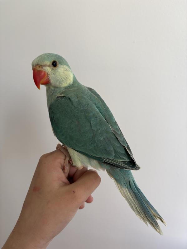 Mutation baby Indian ringneck