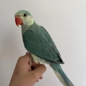 Mutation baby Indian ringneck