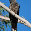 Wanted White tail blacks