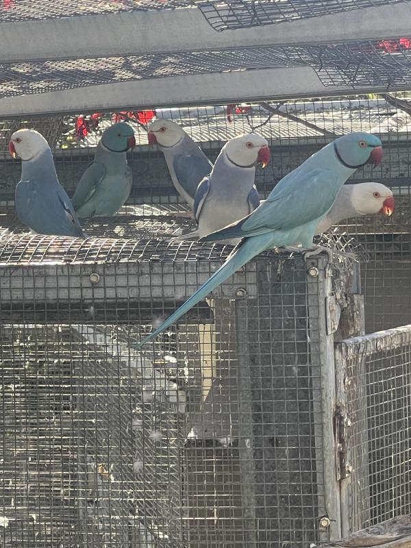 Mature Opalines split Opalines cleartails