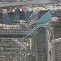 Mature Opalines split Opalines cleartails