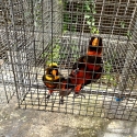 Dusky lory pair