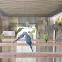 Getting out of Bird's