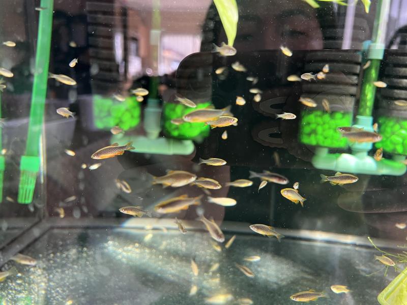 Galaxy rasbora ;yellow, red, blue, green shrimp