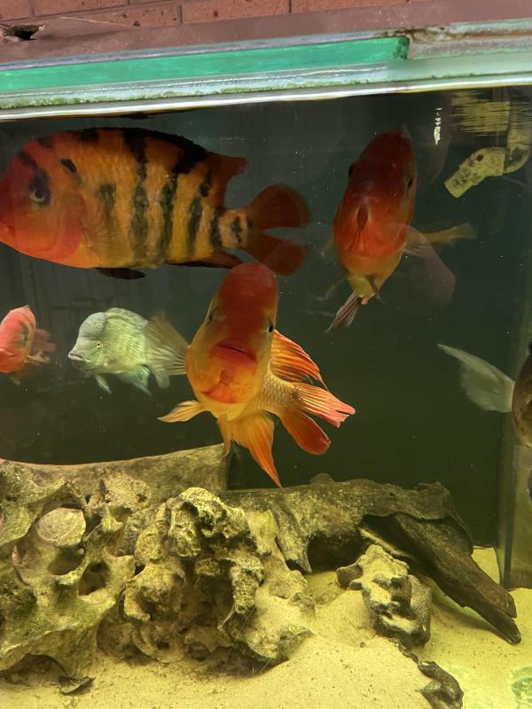 Nswcs monthly meeting