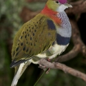 Purple crown Fruit doves