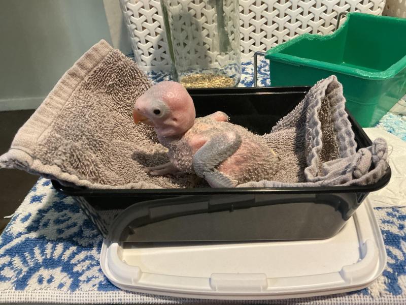Moustache parrot