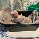 Moustache parrot