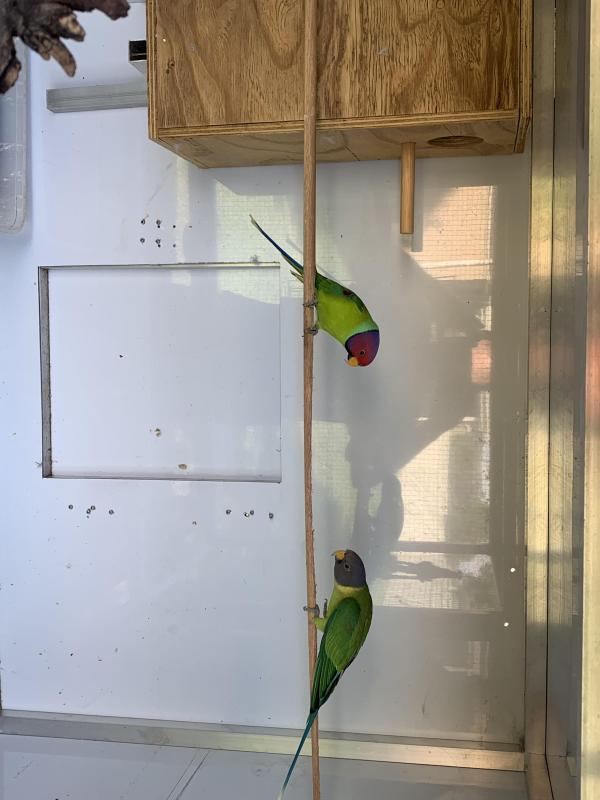 Plumheads