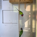 Plumheads