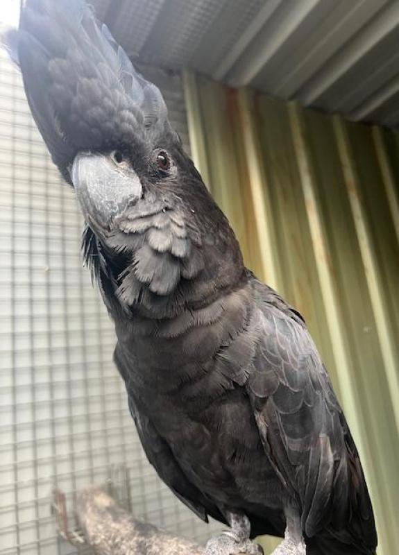 Red Tailed Black Samueli cock Bird