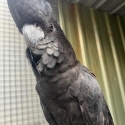 Red Tailed Black Samueli cock Bird