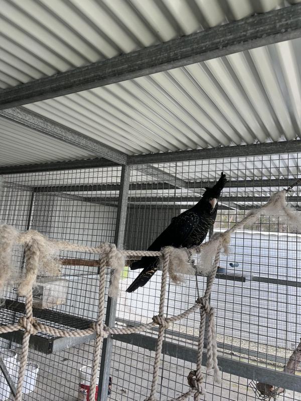 Red tail black cockatoo macrorhynchus