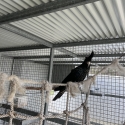 Red tail black cockatoo macrorhynchus